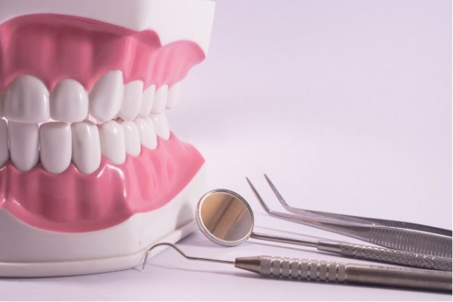 a model of a person 's teeth and dental instruments on a white surface .